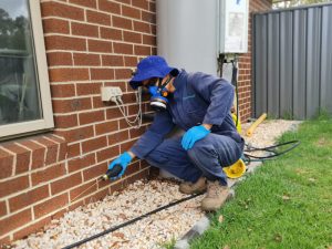 Safe Pest Control: Protecting Your Pets