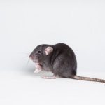 Effective Rat Control Tactics: Pest Management Insights