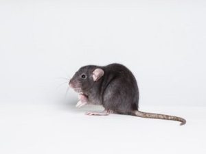 Effective Rat Control Tactics: Pest Management Insights
