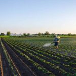 How to Deal with Bed Bugs: Prevention and Treatment Strategies