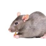 Comprehensive Rodent Control Solutions for Sydney Homes