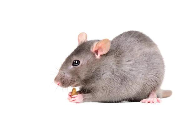 Comprehensive Rodent Control Solutions for Sydney Homes