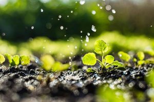 Finding a Local Irrigation Supplier