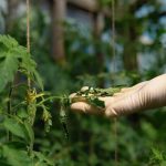 Comprehensive Pest Management Strategies for Businesses