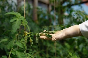 Comprehensive Pest Management Strategies for Businesses