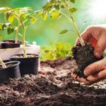 Navigating the World of Bulk Mulch: A Practical Guide