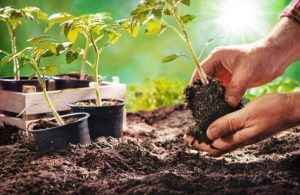 Navigating the World of Bulk Mulch: A Practical Guide
