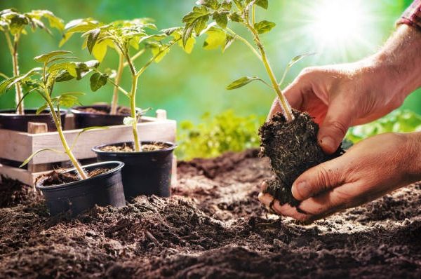 Navigating the World of Bulk Mulch: A Practical Guide